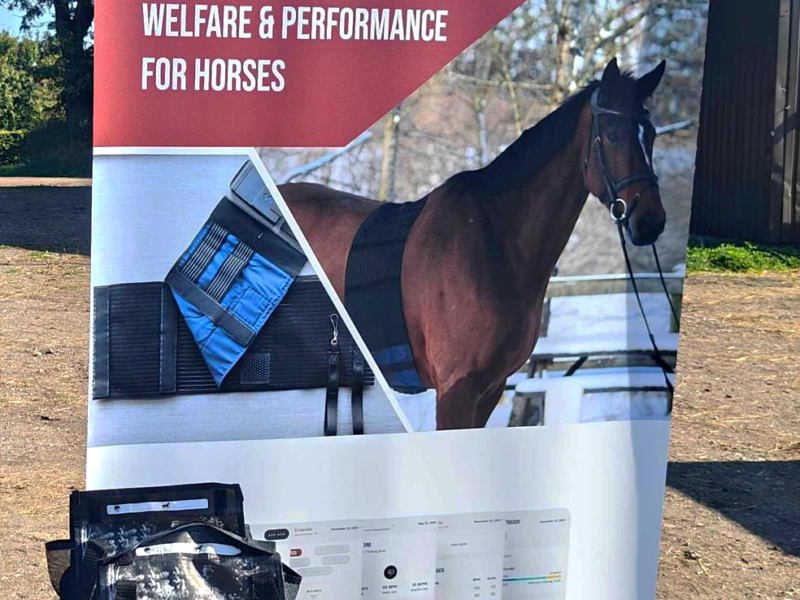 StepUp Horse – Banner Design — project by Daniela Rybiałek